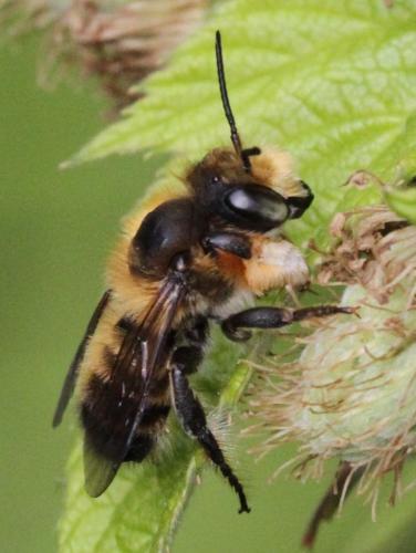 Megachile willughbiella